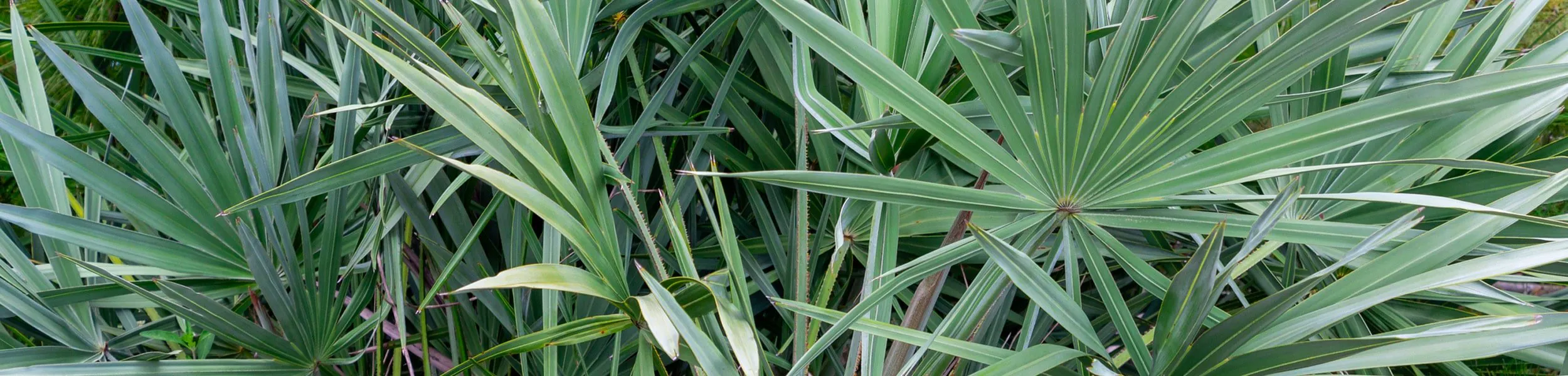 Native Florida Landscaping