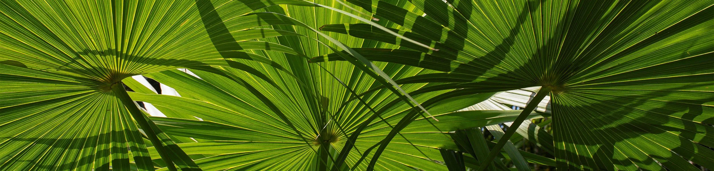 Florida Foliage