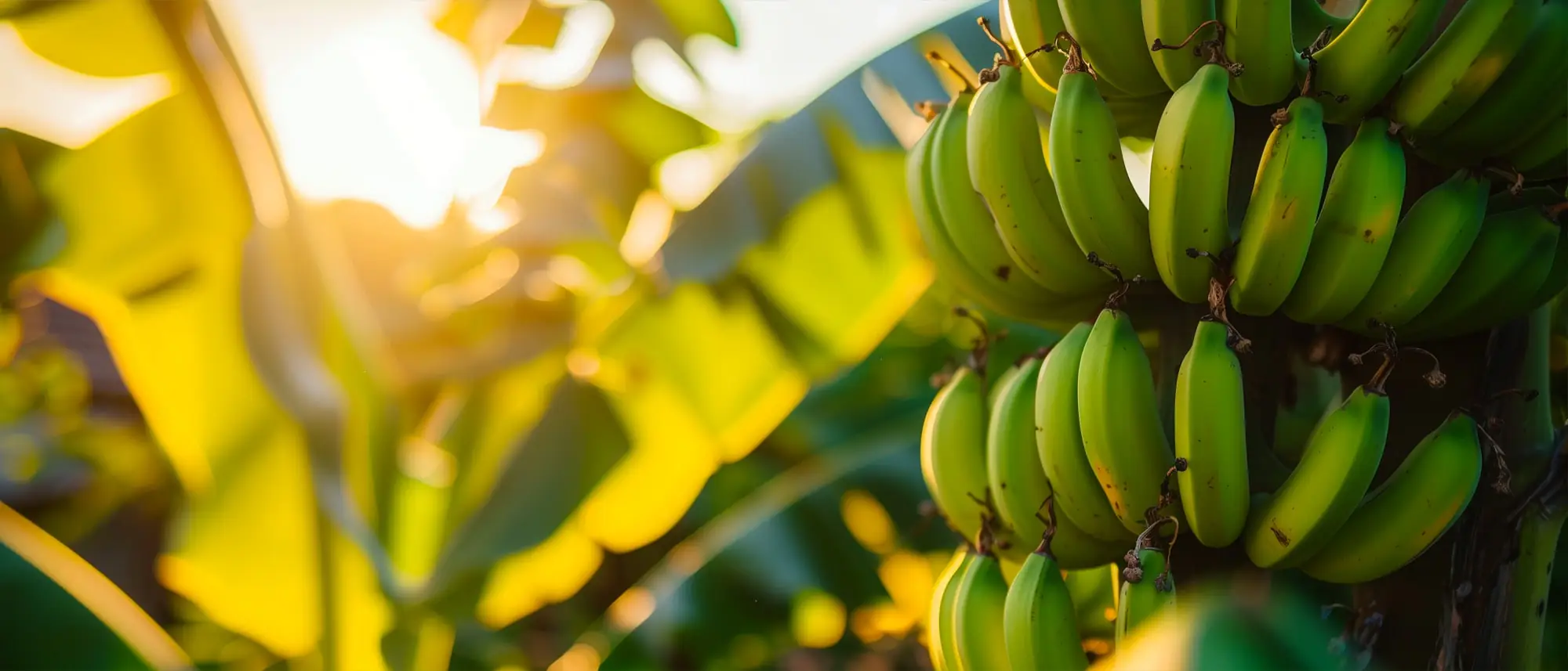 Banana Edible Plants