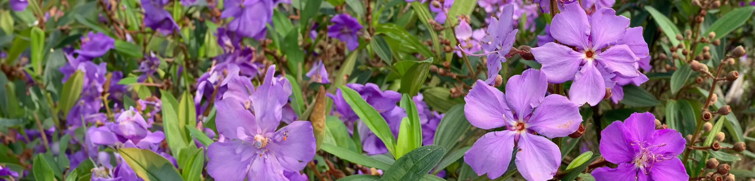 Tropical Princess Flowers